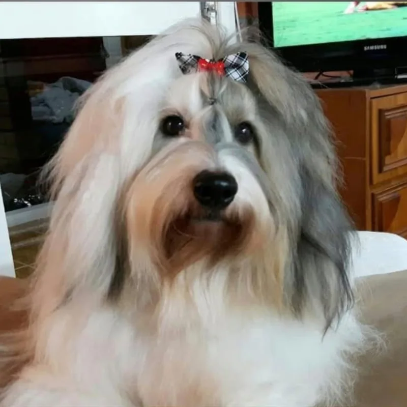 A photo of a small dog